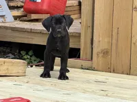 Amber , a female Cane Corso and Boerboel for sale in Bridgewater, NJ – 2 of 6