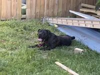 Amber , a female Cane Corso and Boerboel for sale in Bridgewater, NJ – 4 of 6