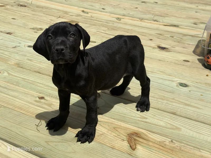 Amber  – Cane Corso, Boerboel puppy for sale in Bridgewater, NJ