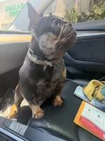 Coco , a female French Bulldog for sale in Bridgewater, NJ – 3 of 3