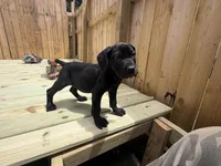 Sprinkles , a female Boerboel for sale in Bridgewater, NJ – 3 of 6
