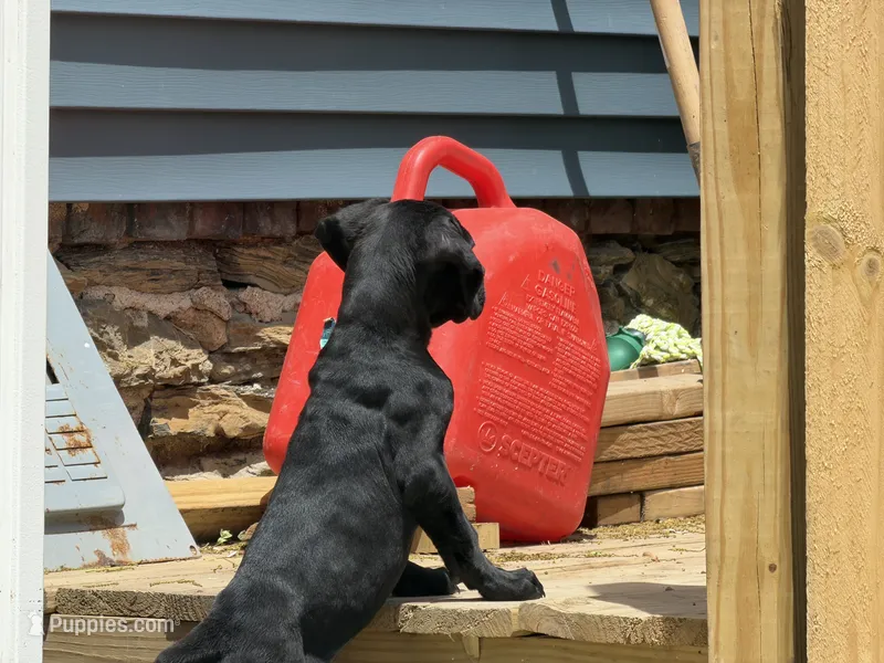 Sprinkles  – Boerboel puppy for sale in Bridgewater, NJ