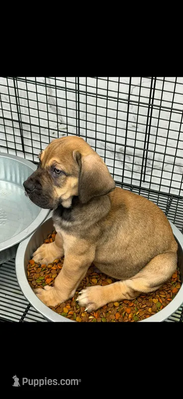Rocco – Boerboel puppy for sale in Bridgewater, NJ