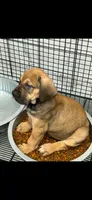 Rocco, a male Boerboel for sale in Bridgewater, NJ – 1 of 1