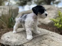 Rosie, a female Miniature Schnauzer for sale in Peyton, CO – 3 of 7