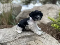 Lilly, a female Miniature Schnauzer for sale in Peyton, CO – 2 of 7
