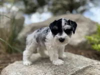 Rosie, a female Miniature Schnauzer for sale in Peyton, CO – 2 of 7