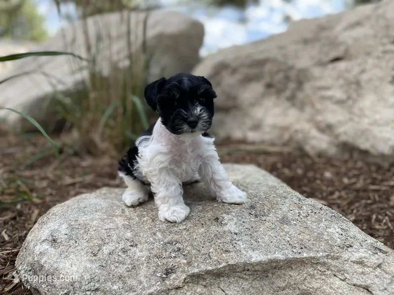 Lilly – Miniature Schnauzer puppy for sale in Peyton, CO