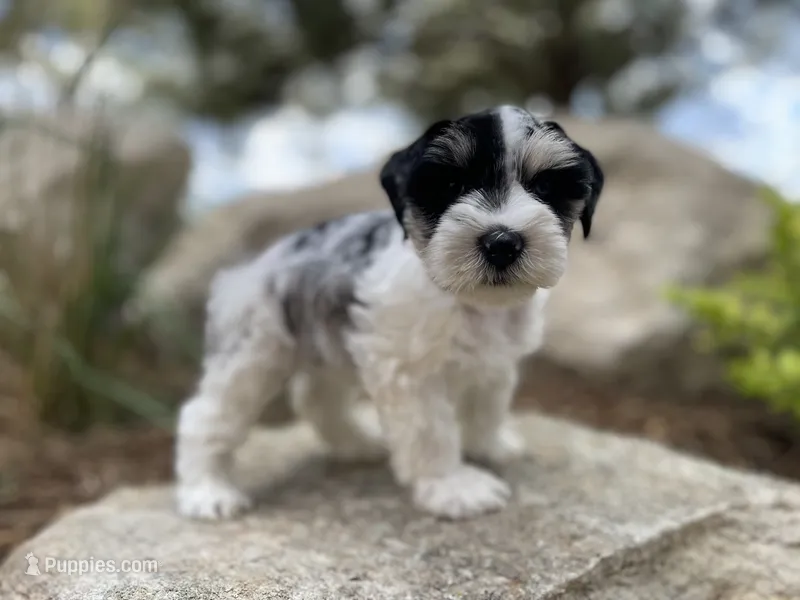 Rosie – Miniature Schnauzer puppy on hold in Peyton, CO