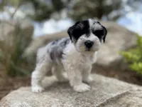Rosie, a female Miniature Schnauzer for sale in Peyton, CO – 1 of 7