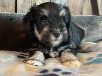 Bruno, a male Miniature Schnauzer for sale in Peyton, CO – 4 of 7