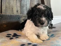 Lilly, a female Miniature Schnauzer for sale in Peyton, CO – 4 of 7