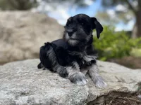 Bruno, a male Miniature Schnauzer for sale in Peyton, CO – 2 of 7