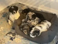 Sadie, a female Miniature Schnauzer for sale in Peyton, CO – 7 of 7