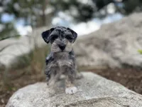 Sadie, a female Miniature Schnauzer for sale in Peyton, CO – 3 of 7