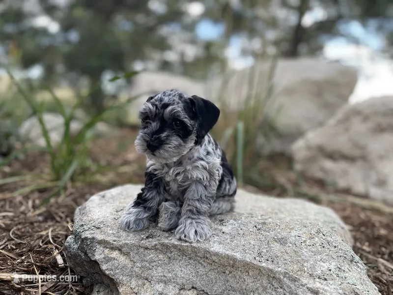 Otis – Miniature Schnauzer puppy for sale in Peyton, CO