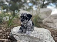 Otis, a male Miniature Schnauzer for sale in Peyton, CO – 1 of 6