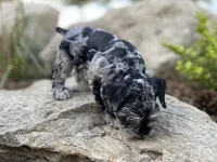 Otis, a male Miniature Schnauzer for sale in Peyton, CO – 2 of 6