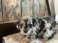 Otis, a male Miniature Schnauzer for sale in Peyton, CO – 4 of 6