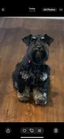 Sadie, a female Miniature Schnauzer for sale in Peyton, CO – 6 of 7