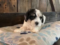 Rosie, a female Miniature Schnauzer for sale in Peyton, CO – 4 of 7