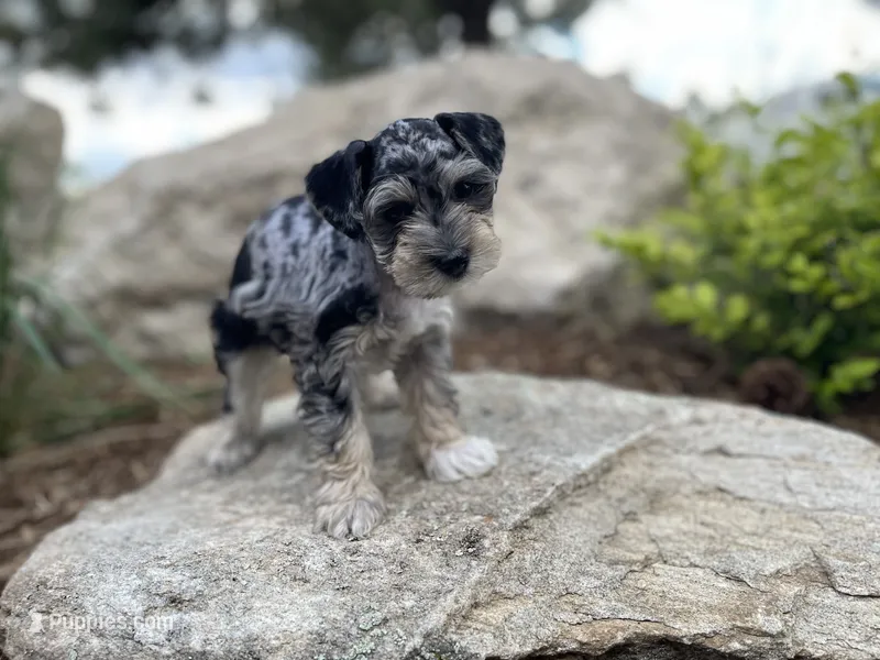 Sadie – Miniature Schnauzer puppy for sale in Peyton, CO