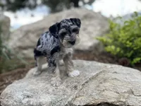 Sadie, a female Miniature Schnauzer for sale in Peyton, CO – 1 of 7