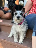 Rosie, a female Miniature Schnauzer for sale in Peyton, CO – 6 of 7