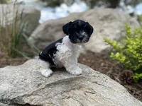 Lilly, a female Miniature Schnauzer for sale in Peyton, CO – 3 of 7
