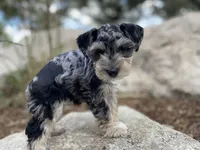 Sadie, a female Miniature Schnauzer for sale in Peyton, CO – 2 of 7