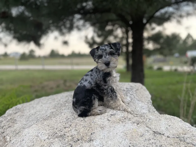 Sadie – Miniature Schnauzer puppy for sale in Peyton, CO