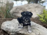 Bruno, a male Miniature Schnauzer for sale in Peyton, CO – 3 of 7