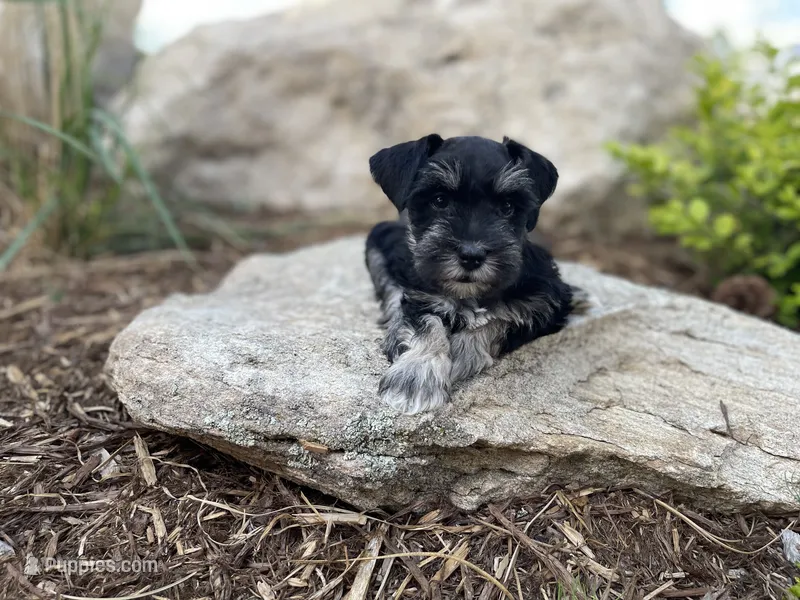 Bruno – Miniature Schnauzer puppy for sale in Peyton, CO