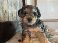Sadie, a female Miniature Schnauzer for sale in Peyton, CO – 4 of 7