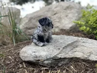 Otis, a male Miniature Schnauzer for sale in Peyton, CO – 3 of 6