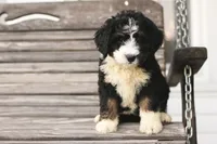 Janie , a female Bernedoodle for sale in Knob Noster, MO – 3 of 10