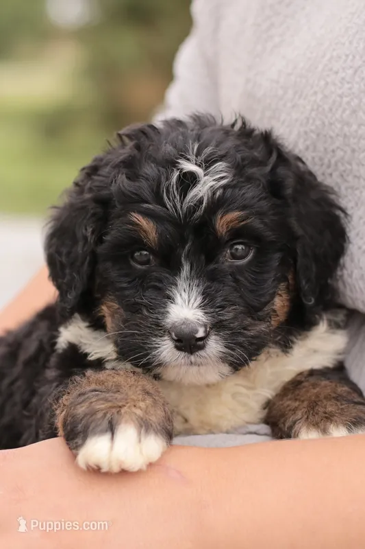 Jodi – Bernedoodle puppy for sale in Knob Noster, MO