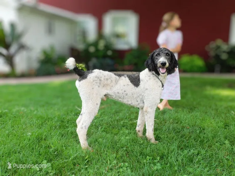 Max, a male Poodle - Standard  for sale in Knob Noster, MO – Photo 1 of 3