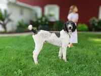 Max, a male Poodle - Standard  for sale in Knob Noster, MO – Photo 1 of 3