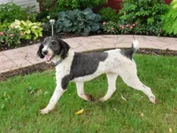 Max, a male Poodle - Standard  for sale in Knob Noster, MO – Photo 3 of 3