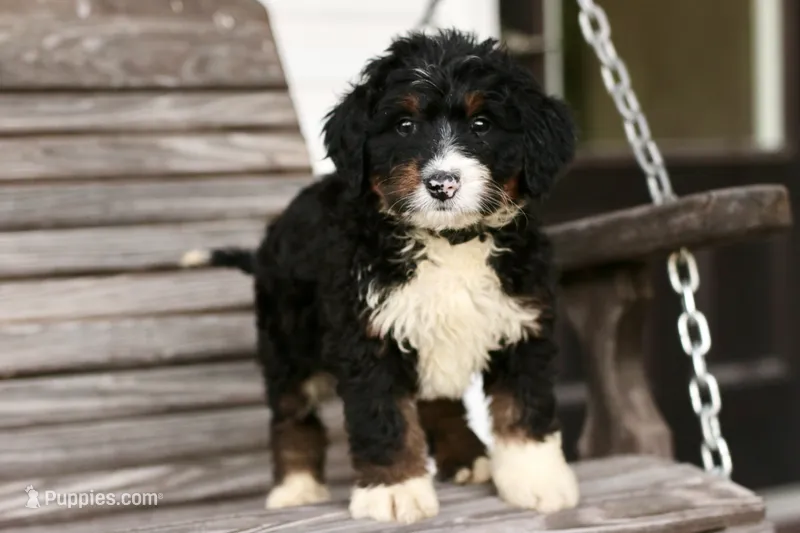 Josephine – Bernedoodle puppy for sale in Knob Noster, MO