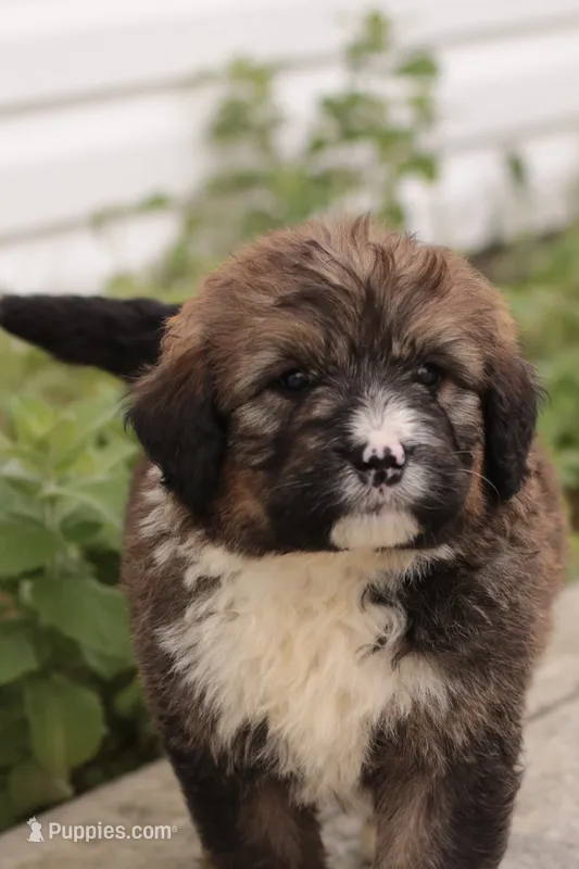 Joey – Bernedoodle puppy for sale in Knob Noster, MO