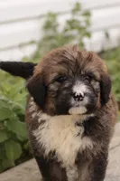 Joey, a male Bernedoodle for sale in Knob Noster, MO – 2 of 10