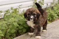 Joey, a male Bernedoodle for sale in Knob Noster, MO – 3 of 10