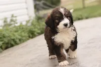 Jean, a female Bernedoodle for sale in Knob Noster, MO – 5 of 9
