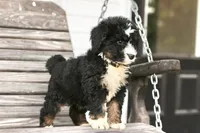 Jacquelyn, a female Bernedoodle for sale in Knob Noster, MO – 7 of 10
