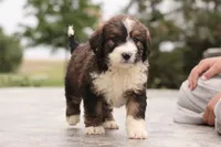 Jean, a female Bernedoodle for sale in Knob Noster, MO – 3 of 9