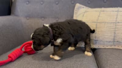 Jodi, a female Bernedoodle for sale in Knob Noster, MO – 10 of 10
