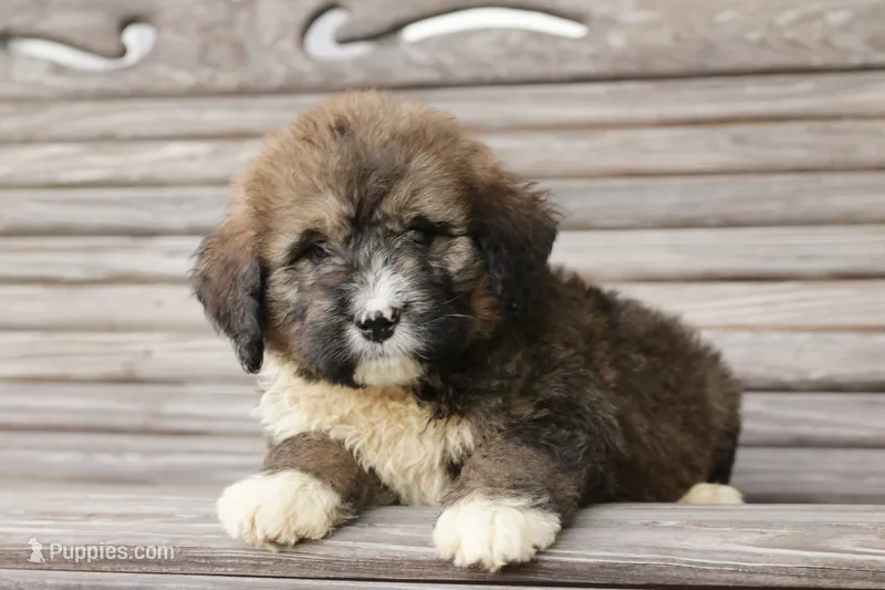 Joey – Bernedoodle puppy for sale in Knob Noster, MO