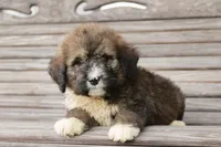 Joey, a male Bernedoodle for sale in Knob Noster, MO – 1 of 10